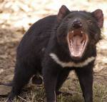 Tasmanian Devil - This is the way they look when being aggressive and why people think they look like devils.