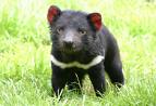 Tasmanian Devil looking cute - Here is a picture of the Tasmanian Devil looking almost cute. Not bad for a picture since these are nocturnal animals.