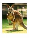 Kangaroo - A kangaroo watching the camera man to see what he is up to.