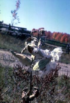 Photo: Milkweed in the fall. - The US Government has many free photos of plants that a person can download in order to assist people with idenification of edible plants, weeds, and so on. That's where I found this picture. Photo: Milkweed in the fall. - The US Government has many free photos of plants that a person can download in order to assist people with idenification of edible plants, weeds, and so on. That's where I found this picture.