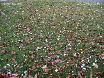 My Front Yard - This is my front yard after raking it a week ago.