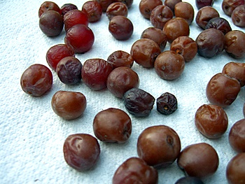 fresh raisins - raisins