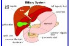 Hepatitis Real or Not? - A disease that is deadly if not taken care of