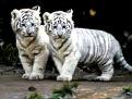 White tiger cubs - Here are a couple of cute white tiger cubs for you!