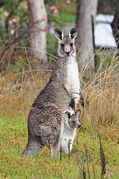 kangaroo - they live in australia