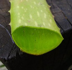 Aloe - Aloe Plant Cut