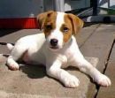 Jack Russel Terrier - This is a photo of a short haired Jack Russell dog