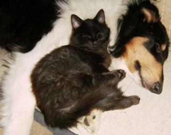 Slate and Braedyn - My Collie and My Kitty slate -were best of friends! Slate and Braedyn - My Collie and My Kitty slate -were best of friends!