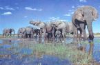 elephants  - herd of elephants - my kids lol