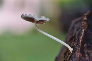 tiny mushoom - A random shot of a &#039;shroom. 