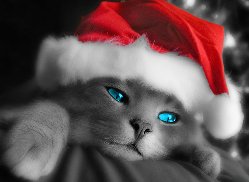Christmas Time - Christmas time, has it lost it's true meaning?
