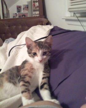 Tiki Cat with her beautiful eyes. - This photo is from August. Tiki Cat with her beautiful eyes. - This photo is from August.