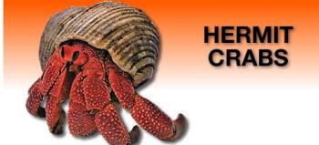 Hermits in the Aquarium - Hermit Crabs make awesome pets