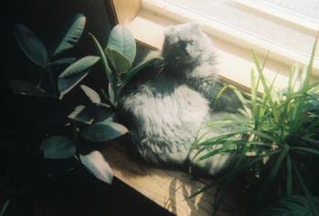 Sassy getting some sun - Here is my Scottish Fold, Sassy. See her ears? That&#039;s where she gets her name (Scottish Fold, not Sassy.... Sassy comes from something much bigger than just folded over ears).