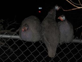 Wild turkeys? - Wild turkeys do in fact perch on fences& trees. So do chickens. Wild turkeys? - Wild turkeys do in fact perch on fences& trees. So do chickens.