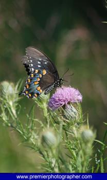 buterfly - beauty
