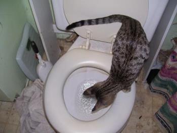Whiskers being amused by the toilet - My kitty loving to watch the water swirl as the toilet flushes