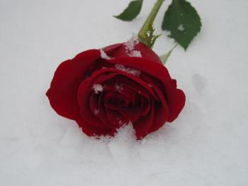 flowers - a rose that my husband gave me