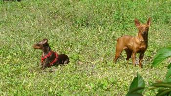 My two miniature pinschers - My male miniature pinscher is Max. He is 3 years old and a chocolate rust color. My female is Daisy who is a 6 yr old (or older...not sure) red miniature pinscher. 