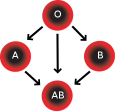 Blood group - blood type - Blood type - What is your blood group?