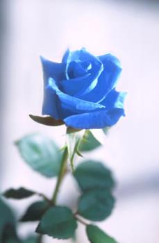 A Beautiful Blue Rose.!!! - The blue rose is vey beautiful.!!!