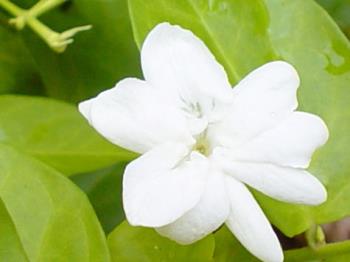 Sampaguita - A very beautiful and exotic flower.