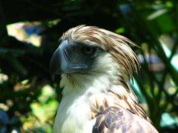 philippine eagle - Davao&#039;s main symbol