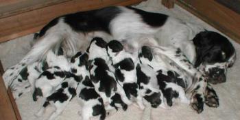 puupies with their mother - a litter of puupies with their mother