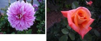 My photos - I like flowers. My photos - I like flowers.