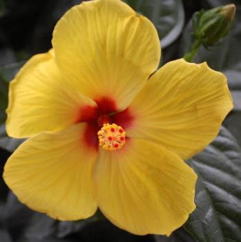 hibiscus - taken this summer