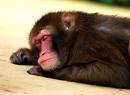 Adding pic for reference of a cute monkey sleeping - Adding pic for reference of a cute monkey sleeping .
