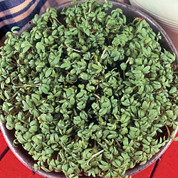 Cress - Cress sprouts used for cutting Cress - Cress sprouts used for cutting