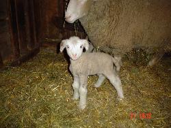 Rainey, the Lambie - This is one of our lambs, born about 2 years ago. We call her Rainey, because she was born on a rainy day.  They are so cute when they are young. As they grow older, they don&#039;t look so cute anymore, as they are fat and wooley.