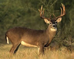 Deer - This is a picture of a deer.