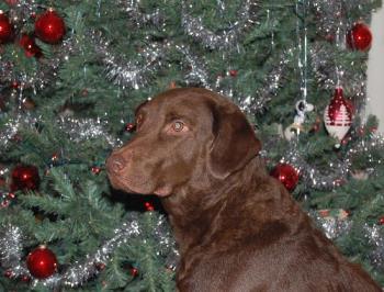 my best friend - my constant companion my best friend - my constant companion