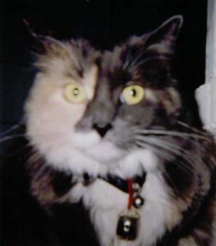 Scoots - My beautiful little Scootsie Scoots - My beautiful little Scootsie