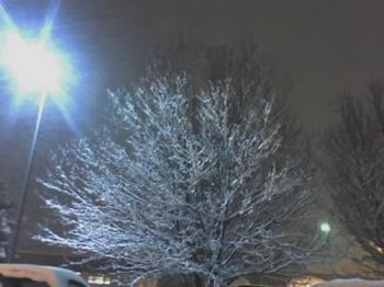 ice on the tree - from an ice storm last year