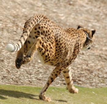 Cheetah running - Cheetah running