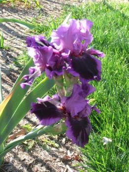 Iris - Deep purple iris from my backyard - a re-bloomer. Normally they bloom in the spring. Iris - Deep purple iris from my backyard - a re-bloomer. Normally they bloom in the spring.