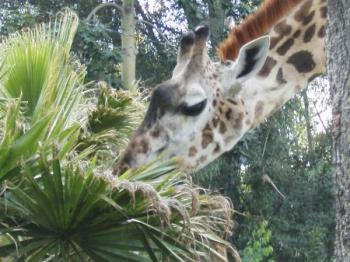Giraffe at lunch - Giraffe eating at San Diego Zoo. 
this pic "giraffe at lunch" for sale on zazzle.com
has earned me a couple extra bucks.. I have never 
been so close to a giraffe before- they are awesome
creatures 