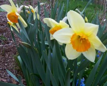 Narcissus- A narcissist? Me Daffodil? - What a lovely creation!!