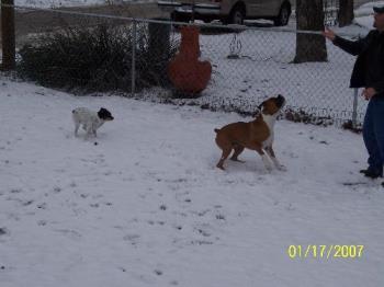 Catching snowballs - Bevo waiting for the snowball to come down to catch.