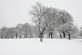 snow - photo of snow among trees