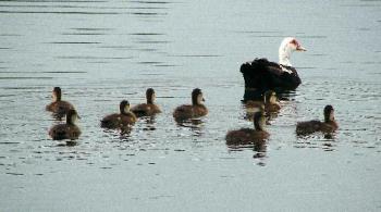 a duck shot i took - quack