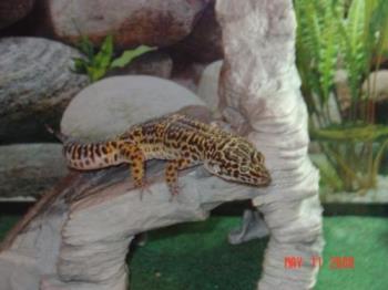 Wrigley, one of my leopad geckos - photo of leopard gecko