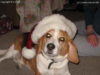 Buster Clause - The only typew of dressing up I do for my Buster.