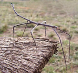 Stick Insects - Vicariously called stick insects (in Europe), walking sticks or stick-bugs (in the USA), phasmids, ghost insects and leaf insects, they are easy to care for, and make good pets.

