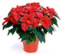 poinsettia - christmas flower