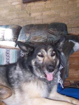 Cherokee...our 9 year old dog - Cherokee is a husky/shepherd cross and is very gentle and affectionate. 