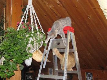 Cats on ladder checking out a plant - My hubs brought this 17 foot ladder in to hang the plant from the ceiling. We went out of the room for a moment and 2 of our 5 cats were up the ladder and getting into mischief...as they always do.